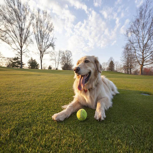 8+ Best Dog Parks in Melbourne