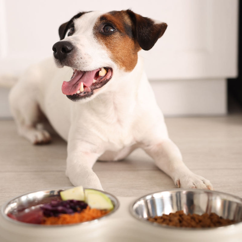 the role of dog health supplements