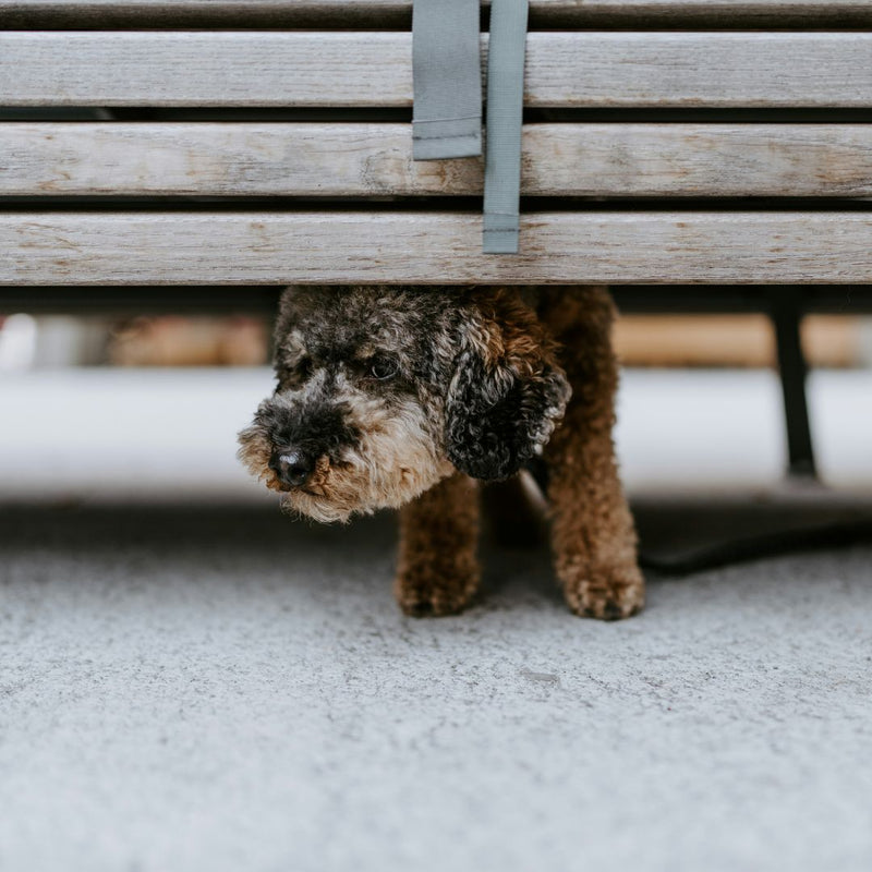 Dog Anxiety: Why Dogs Get Stressed & How To Help Calm Them