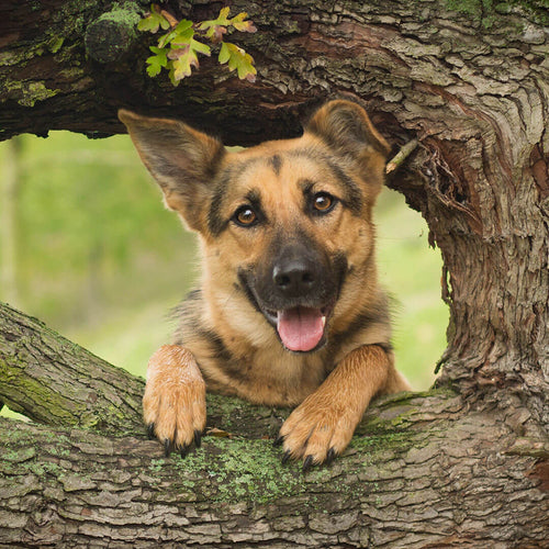 German Shepherd Puppies Care and Training