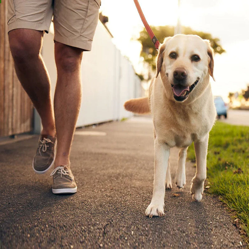 a man walking his dog
