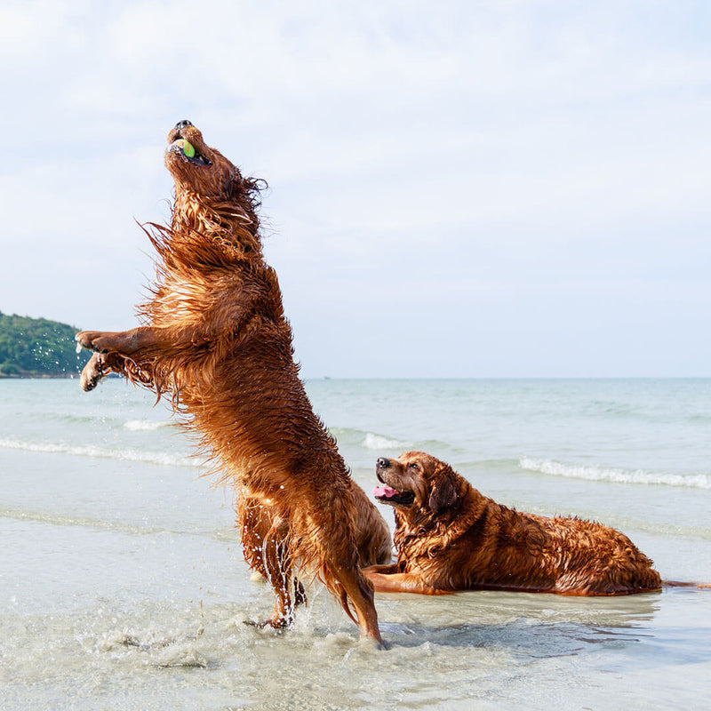 Golden Retriever dogs jump to play the tennis ball on tropical beach