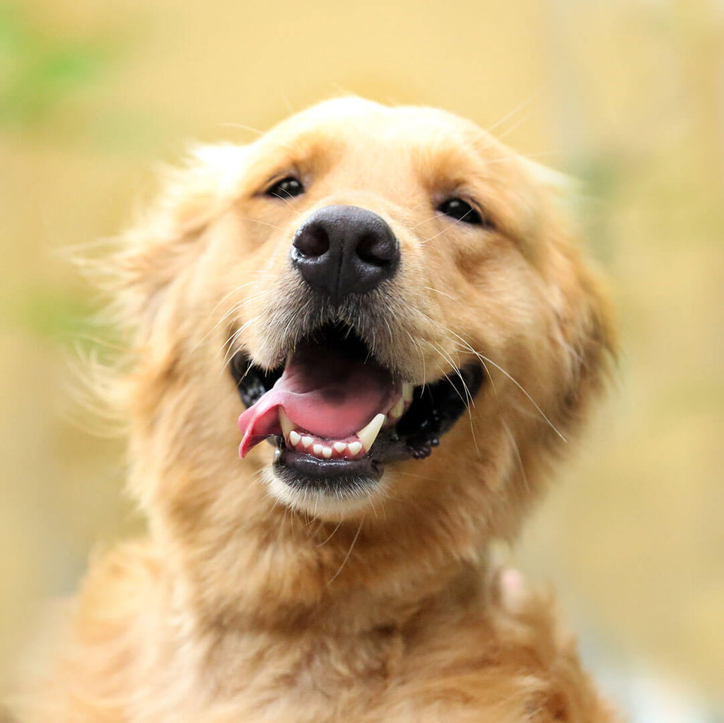 8 Tips for Healthy Dog Teeth | Petz Park