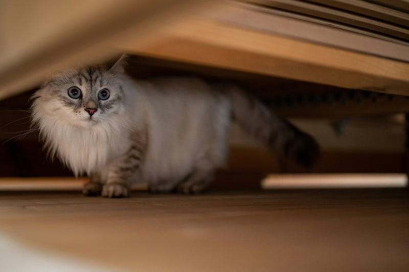 a healthy cat hiding under the bed