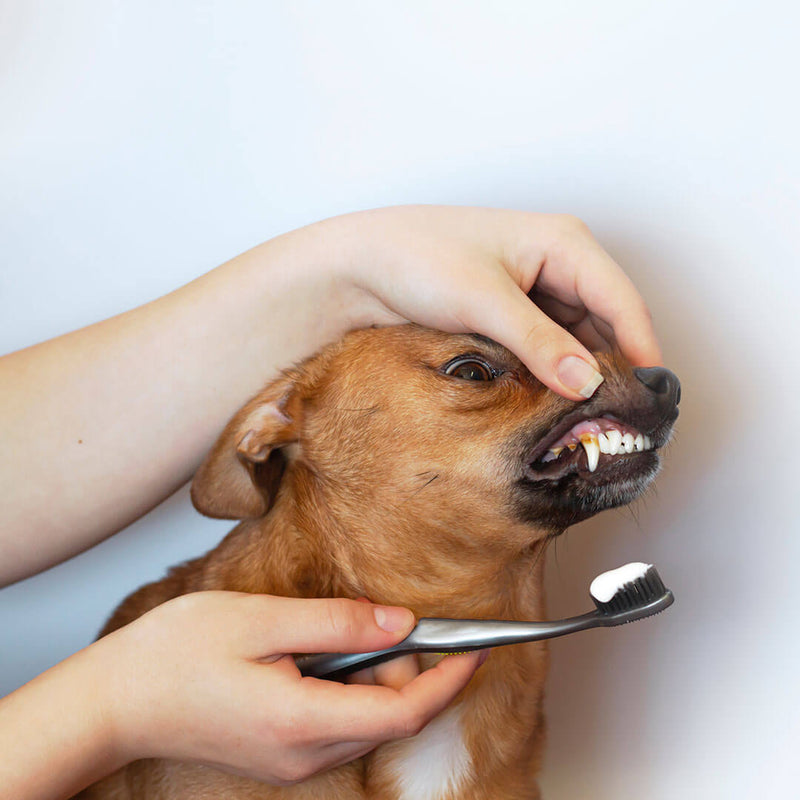 How to Clean Tartar From Dog's Teeth
