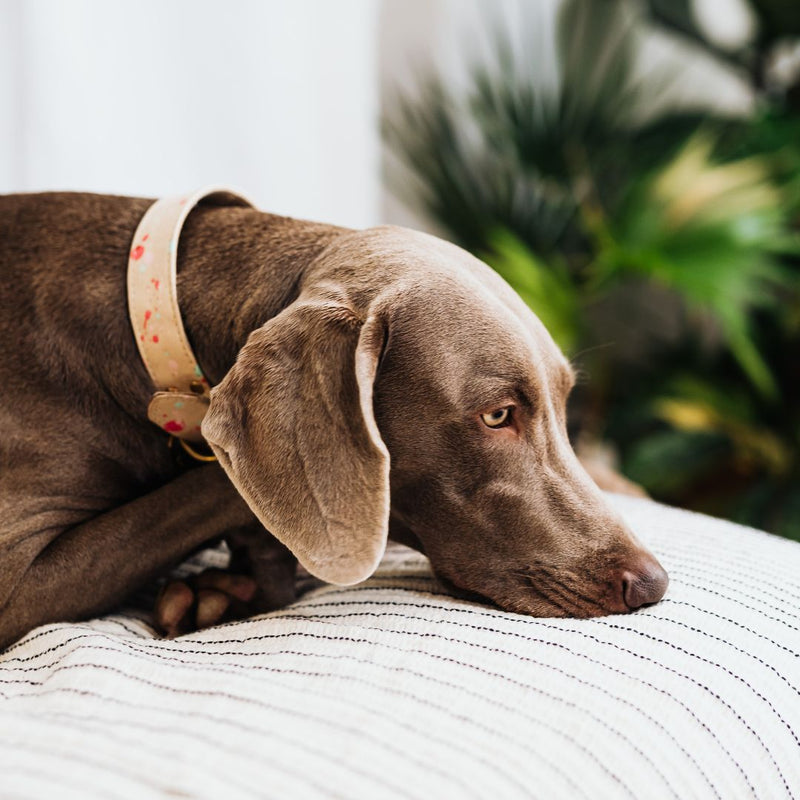 dog with kidney disease