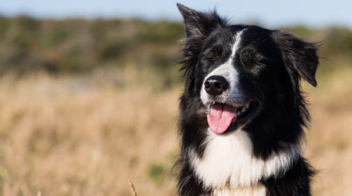 a dog with urinary tract infection