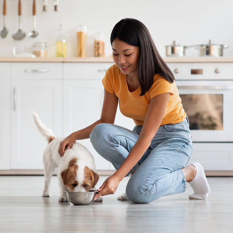 Should Your Dog Be On A Probiotic