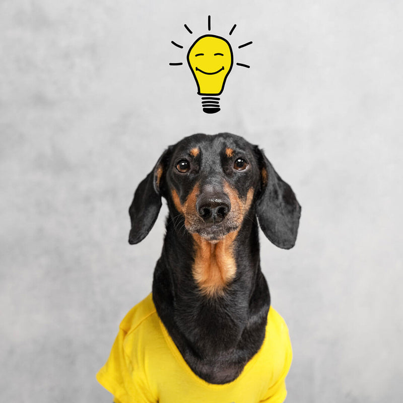 smart and clever dog dachshund with a light bulb with a smile over your head