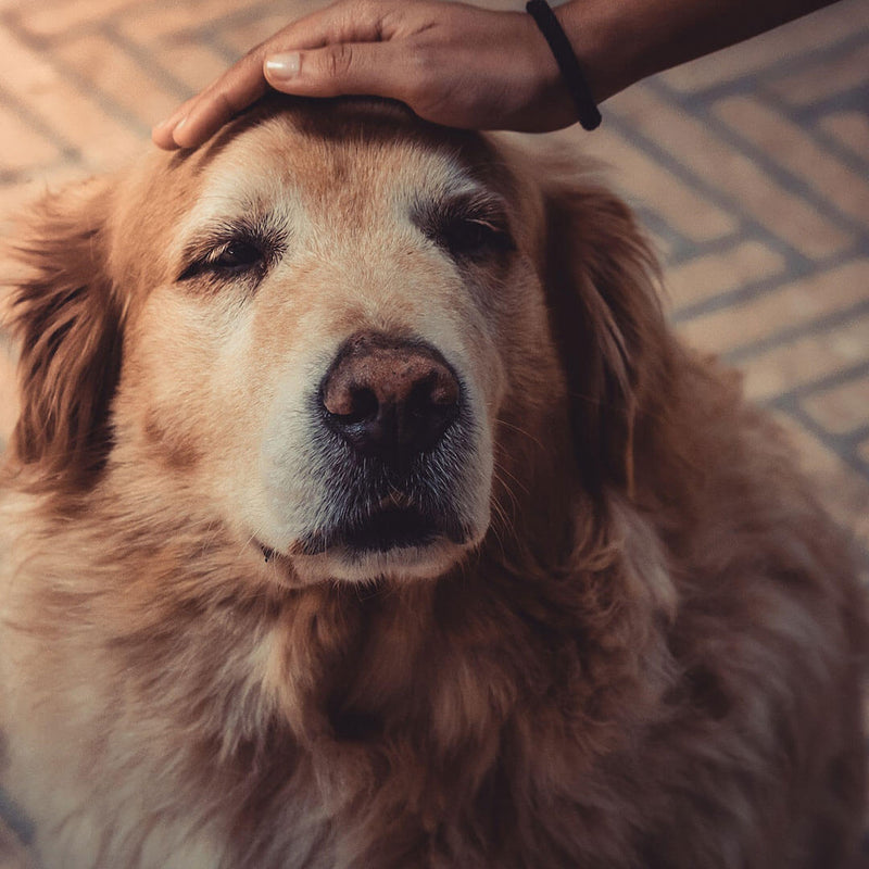 Taking Care of a Senior Dog