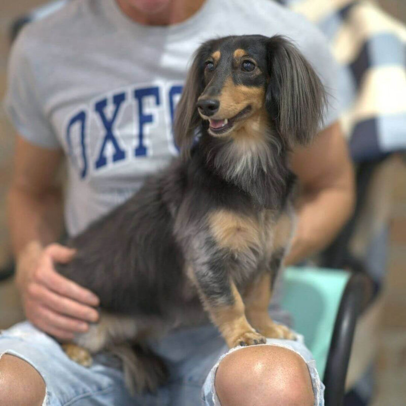 dachshund dog, lap dog, dachshund with anxiety