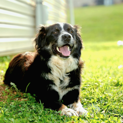 Should You Start Giving Your Dog A Hip & Joint Supplement? | Petz Park Should You Start Giving Your Dog A Hip & Joint Supplement? | Petz Park
