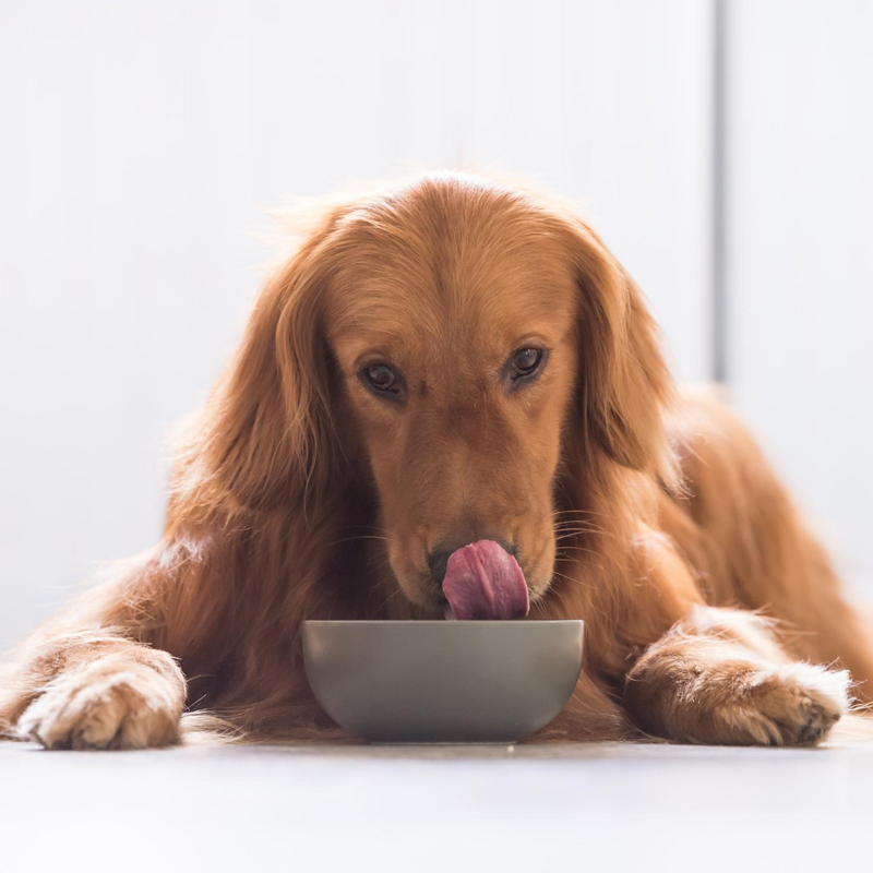 dog dinner, omega 3 for dogs, can dogs have omega 3