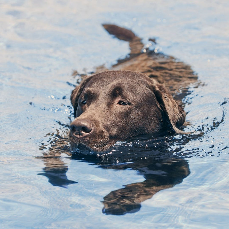 labrador retriever dog, labrador retriever puppy, labrador puppy, labrador swimming