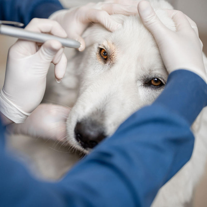 Veterinary inspecting the eyes of a dog