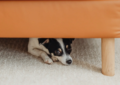 dog feeling uncomfortable due to bloating