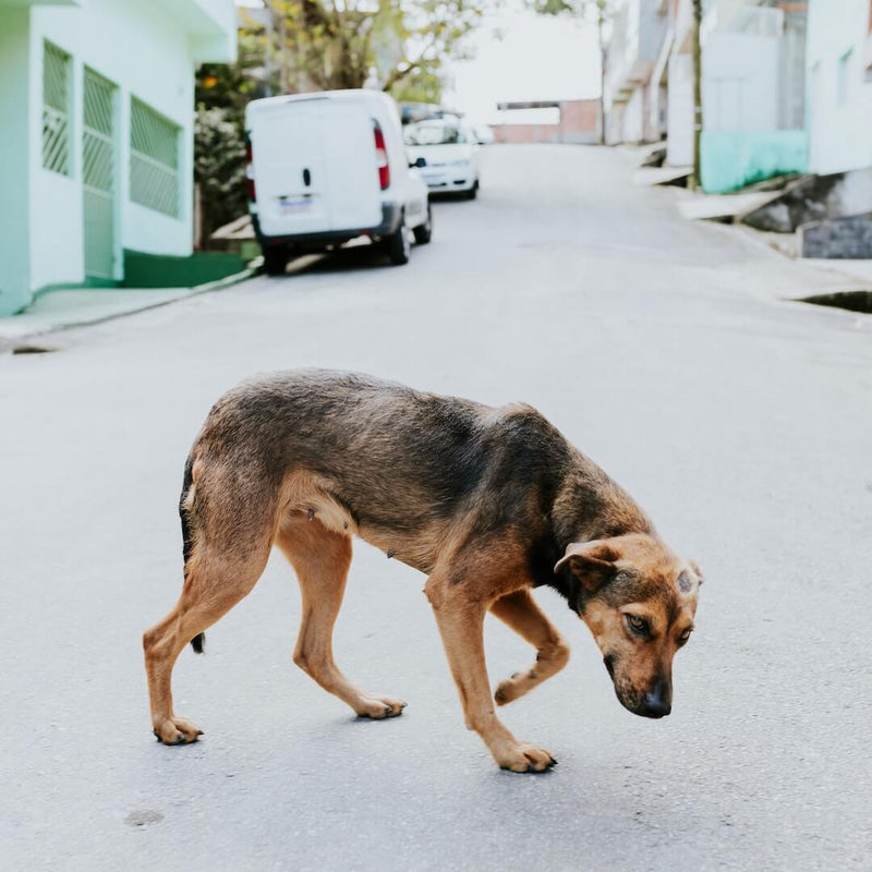 How Do You Know If Your Dog Has Covid: A Comprehensive Guide