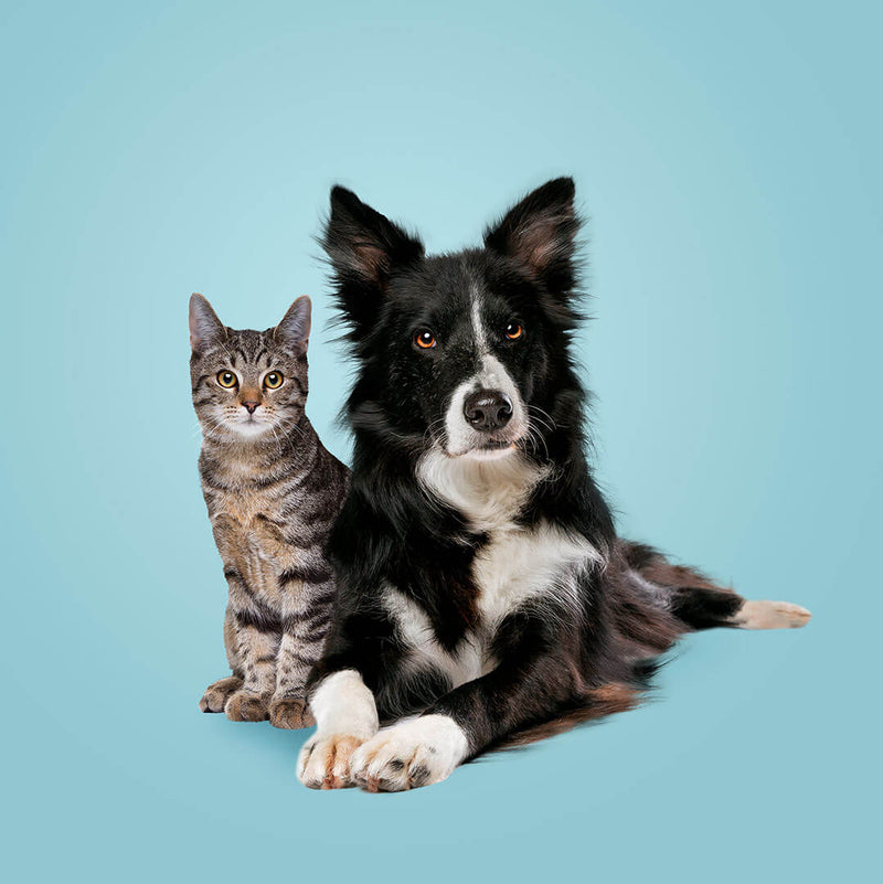 probiotics-for-cats-and-dogs