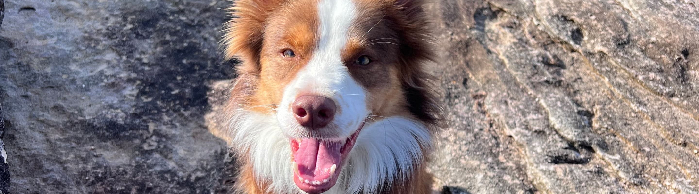 Dog with a happy expression on a rocky surface