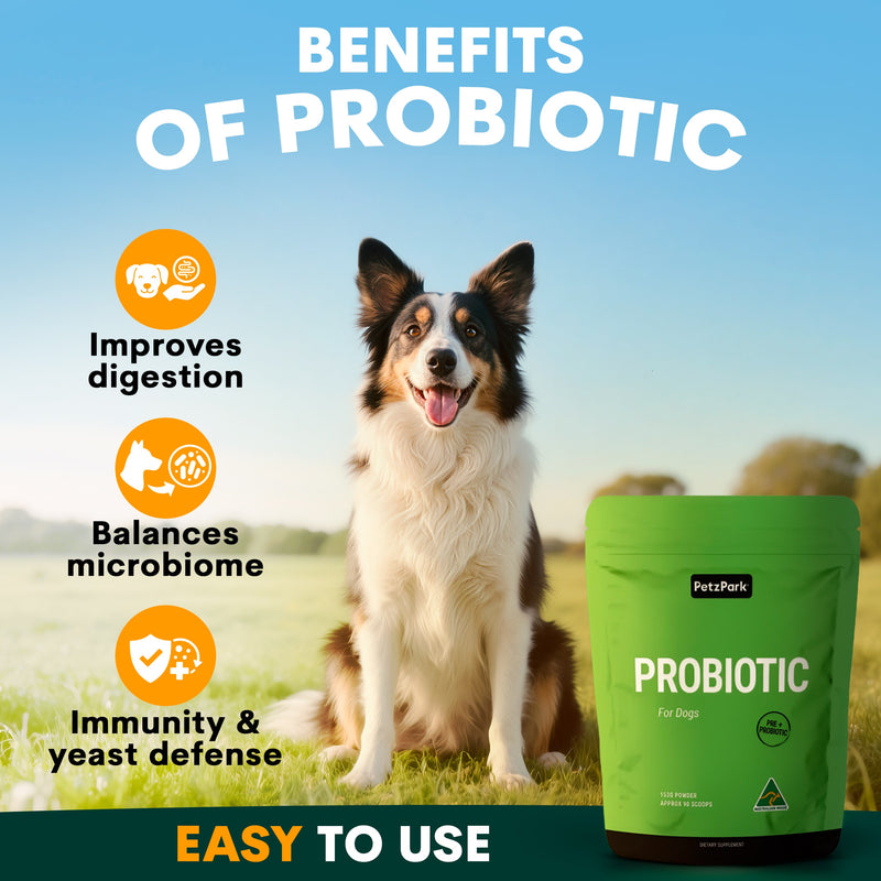 Dog sitting outdoors with a probiotic supplement package, highlighting benefits on a blue sky background. Petz Park dog Probiotic benefits