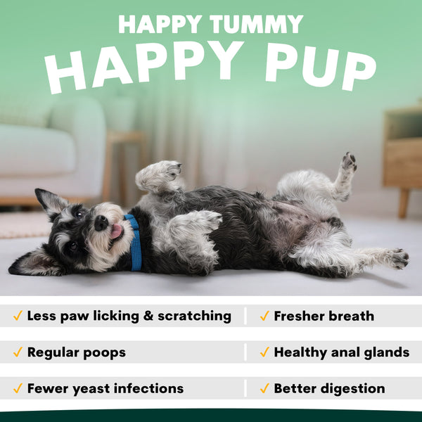 Dog lying on a couch with text about pet health benefits on a green background