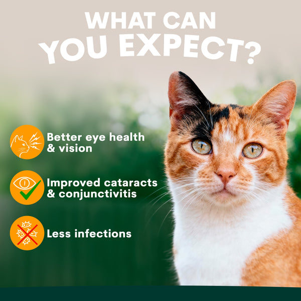 Cat with text about eye health benefits on a blurred green background