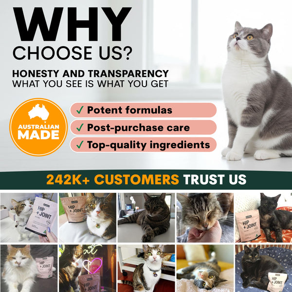 Advertisement for a pet product brand with a cat and text about honesty, transparency, and customer trust.