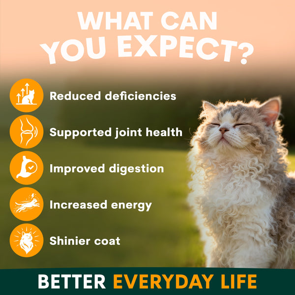 happy cat with cat multivitamin supplement