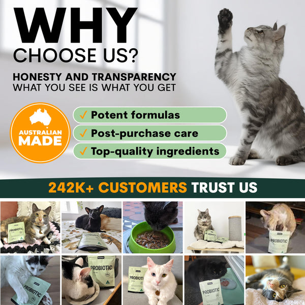 Probiotic for Cats
