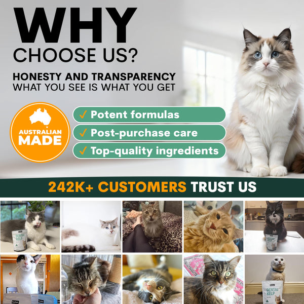 Promotional graphic for a pet product brand with a cat and text about honesty, transparency, and customer trust.