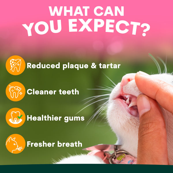 Cat being examined by a person with text about dental care benefits on a pink and green background