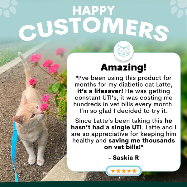 Cat standing on a path with flowers, featuring a testimonial about a product for a diabetic cat. Petz Park cat urinary supplement review