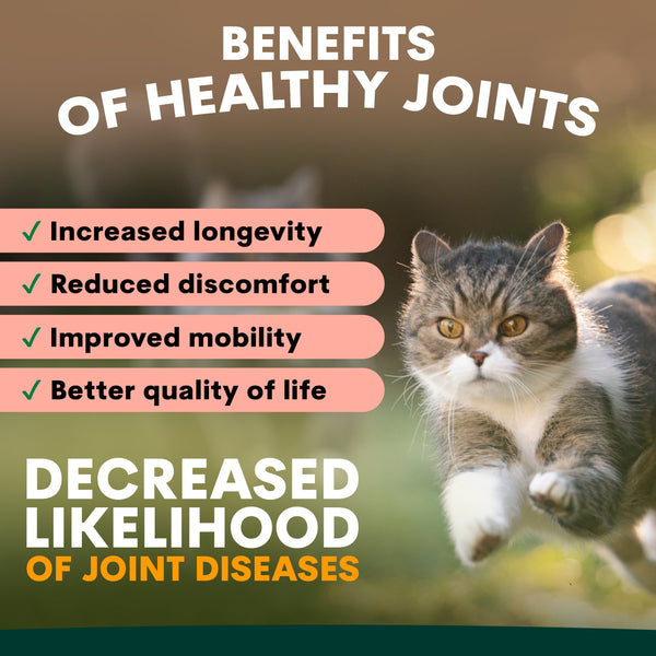benefits of healthy joints for cats