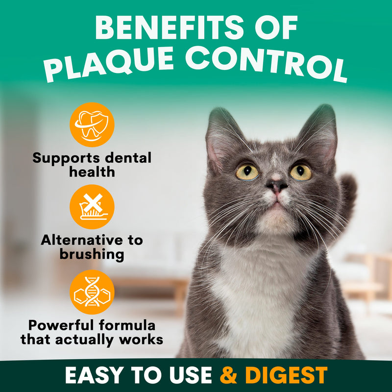Plaque Control for Cats