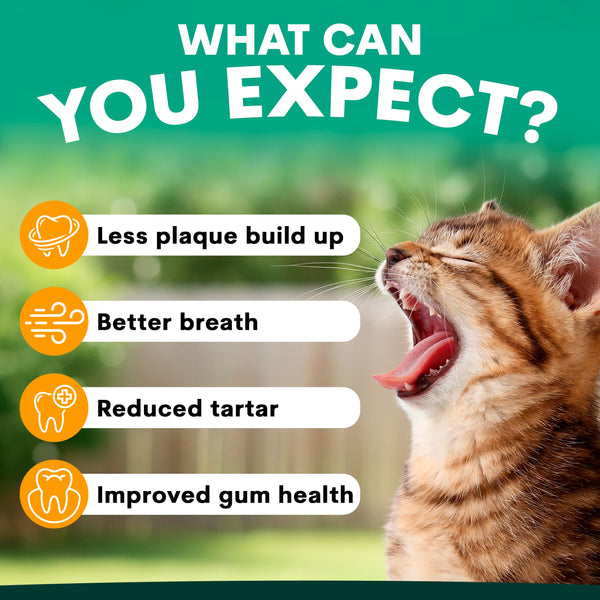Cat with open mouth showing teeth, with text about dental care benefits on a green background. what to expect from using petz park plaque control