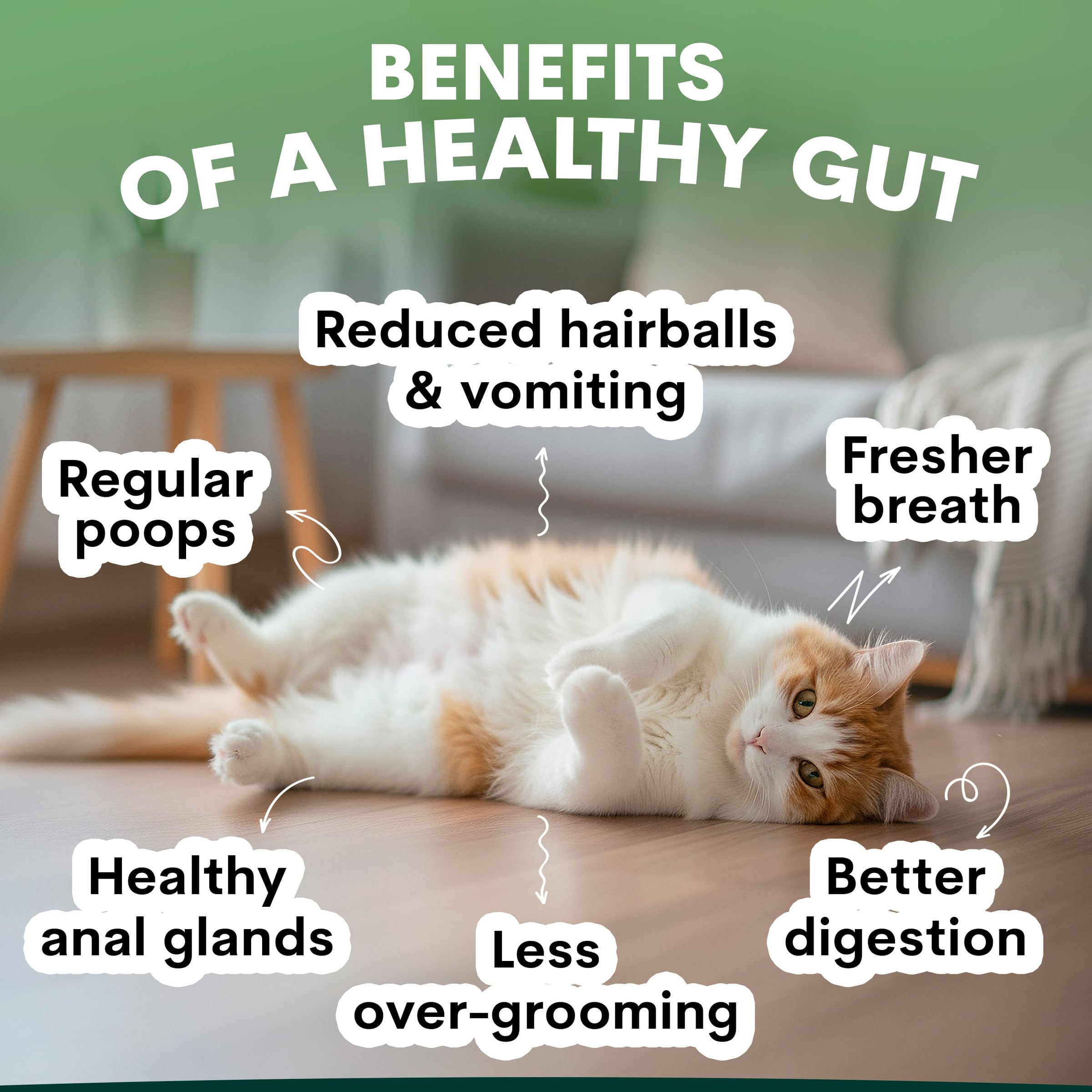 Probiotic Supplements for Cats & Kittens| Vet-Formulated | Petz Park
