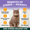 Cat sitting on a white surface with text about stress and anxiety benefits on a purple background. Benefits of calming supplement for cats