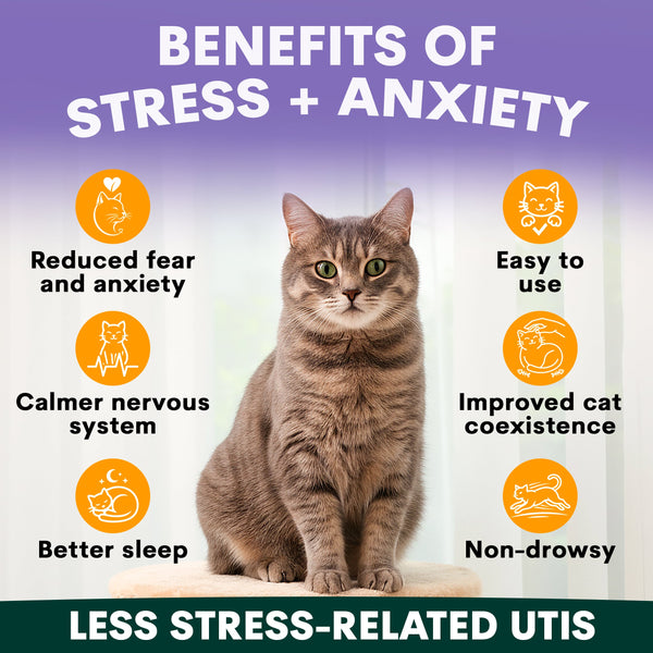 Cat sitting on a white surface with text about stress and anxiety benefits on a purple background. Benefits of calming supplement for cats