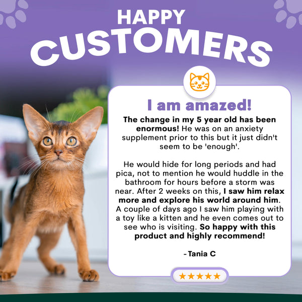 Cat with a testimonial about a product's effects on anxiety and behavior changes. Petz Park Stress and anxiety supplement for cats review