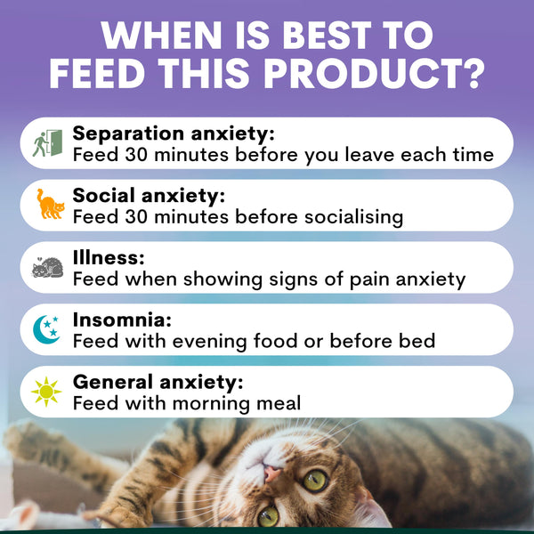Cat lying down with feeding guidelines for anxiety on a purple background. When to feed calming supplement for cats