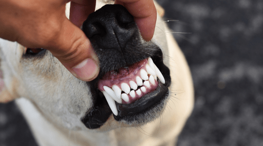 Dog Dental Care