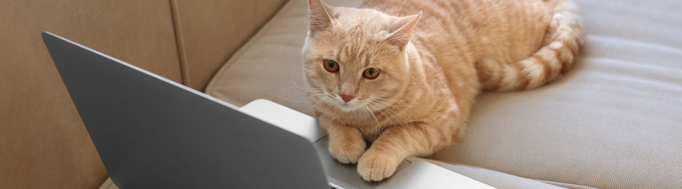 Cat sitting on a laptop on a couch