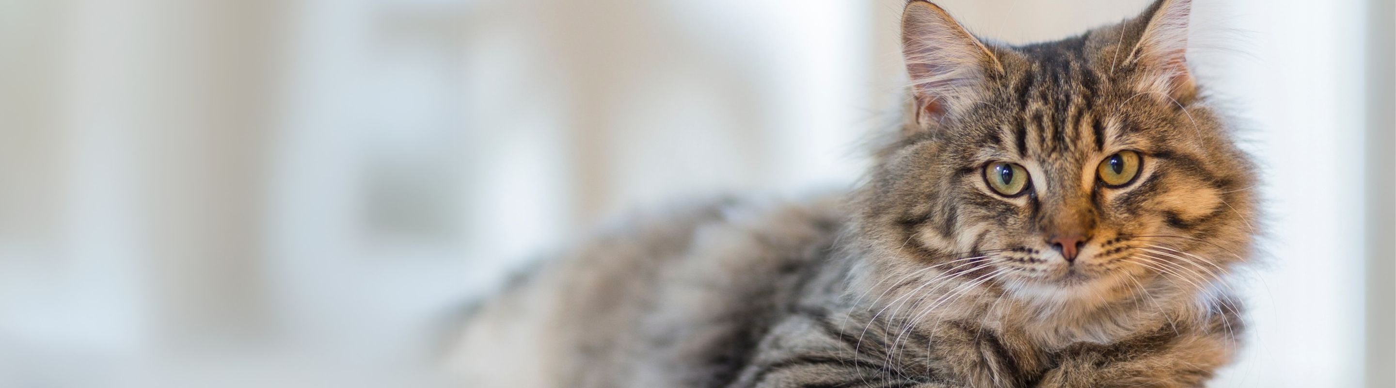 Cat Accessories