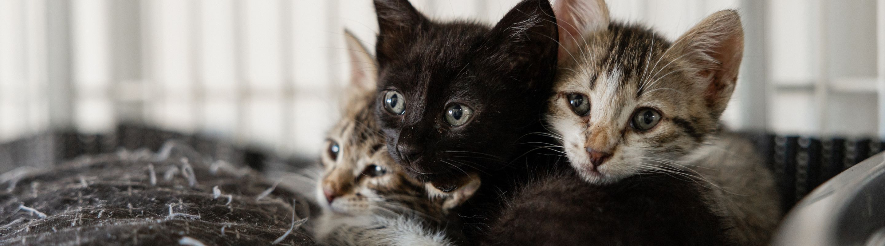 Kittens