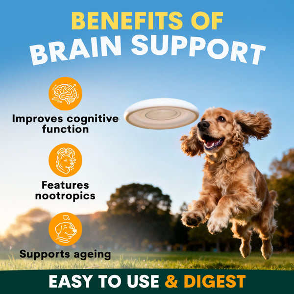 Brain Support for Dogs