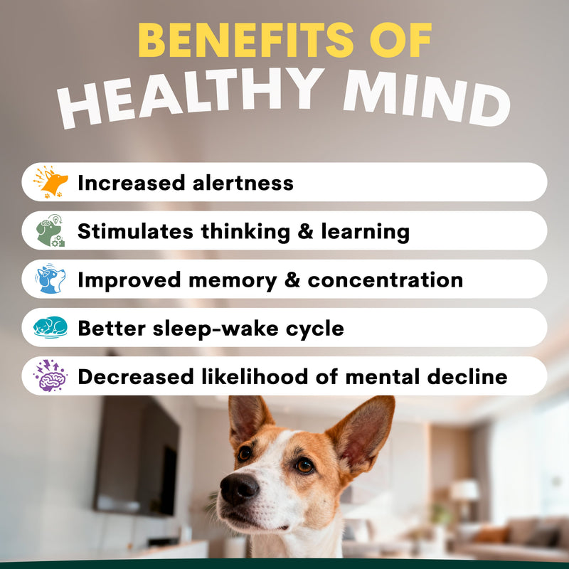 Brain Support for Dogs