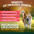 benefits of healthy dog joints