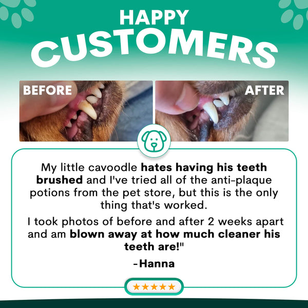 Before and after comparison of a dog's teeth with text and a customer review on a green background. Petz Park Plaque Control reviews
