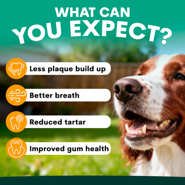 Dog with dental health benefits listed on a green background. What to expect from using petz park dental products