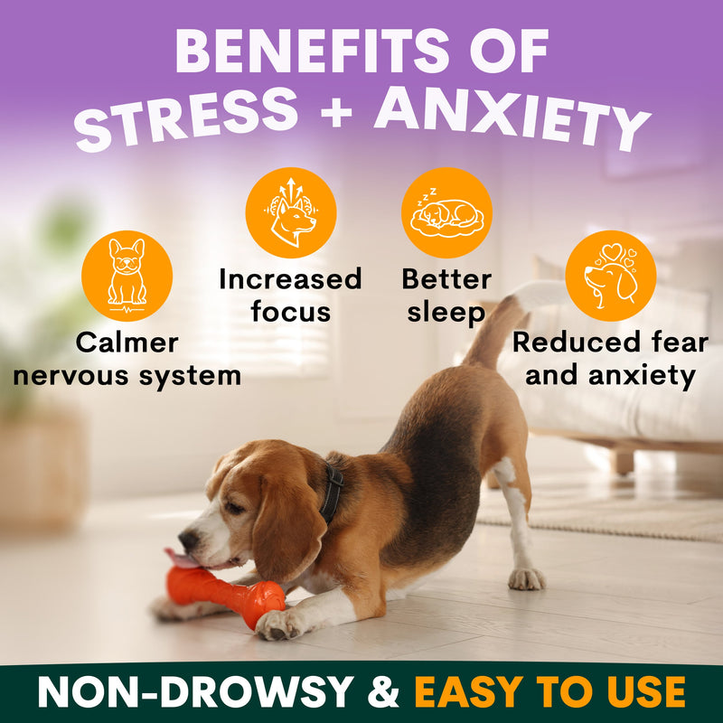 Stress + Anxiety for Dogs